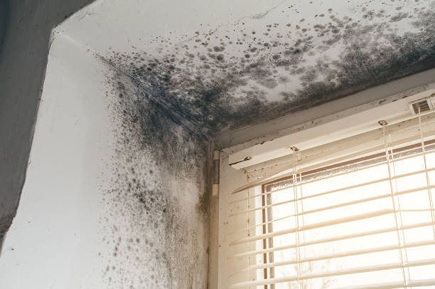 Trusted Mold Inspection service in Nokomis, IL - Cheap Mold Removal