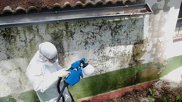 Trusted Commercial Mold Remediation service in Nokomis, IL - Cheap Mold Removal